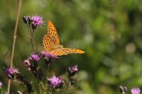 Argynnis paphia