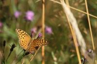 Argynnis paphia