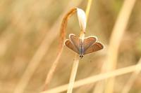 Aricia agestis