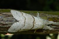 Calliteara pudibunda