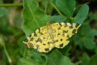 Pseudopanthera macularia