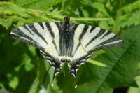 Iphiclides podalirius