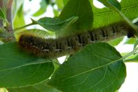 Lasiocampa quercus