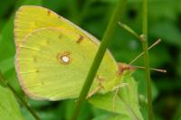 Colias crocea