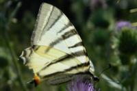 Iphiclides podalirius