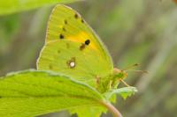 Colias crocea