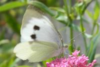 Pieris brassicae