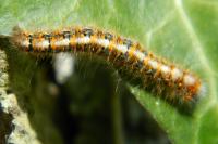Lasiocampa quercus