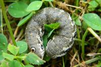 Proserpinus proserpina