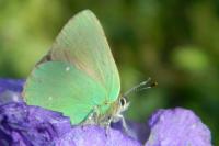 Callophrys rubi