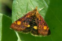 Pyrausta aurata