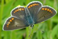 Aricia agestis