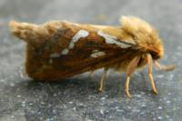 Korscheltellus lupulinus