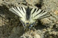 Iphiclides podalirius