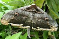 Saturnia pyri