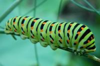 Papilio machaon