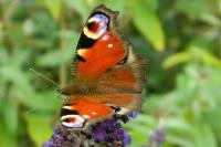Aglais io