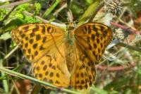 Argynnis paphia