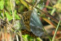Argynnis paphia