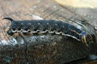 Agrius convolvuli