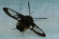 Hemaris fuciformis
