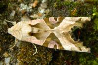 Phlogophora meticulosa