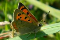 Lycaena phlaeas