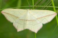 Timandra comae