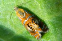 Olethreutes arcuella
