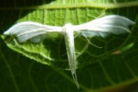 Pterophorus pentadactylus