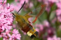 Hemaris fuciformis