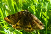 Euclidia glyphica