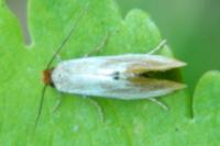 Tinea semifulvella