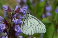 Aporia crataegi