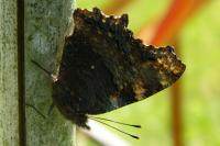 Aglais io