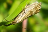 Chrysocrambus linetella