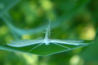 Pterophorus pentadactylus