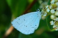 Celastrina argiolus