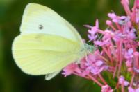 Pieris rapae