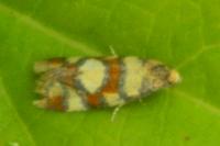 Aethes tesserana
