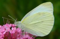 Pieris rapae