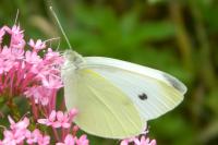 Pieris rapae