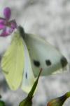 Pieris brassicae