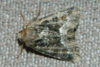 Oligia strigilis