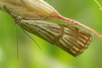 Chrysocramboides craterellus