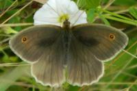 Maniola jurtina