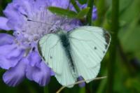 Pieris napi
