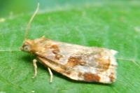 Archips xylosteana