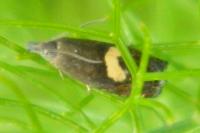 Dichrorampha petiverella