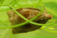 Archips xylosteana